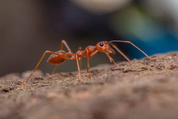 Red Ant Nature Macro Shot Ants Animal Working Teamwork — Stock Photo, Image