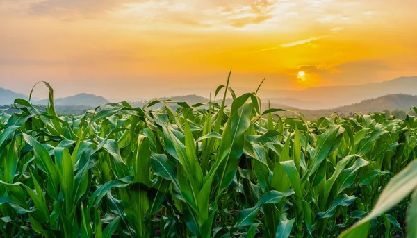 Зеленые Кукурузные Поля Сельскохозяйственном Саду Свет Светит Закат — стоковое фото