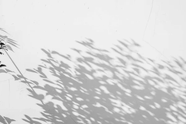 Abstract Shadows Leaf Surface White Wall Background Texture Black White — Stock Photo, Image