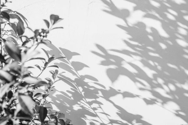 abstract of shadows leaf on surface white wall background texture. black and white color tone