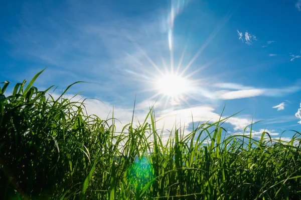 Wysoka zielona trawa nad błękitne niebo z chmur i słońce świeci jasne — Zdjęcie stockowe