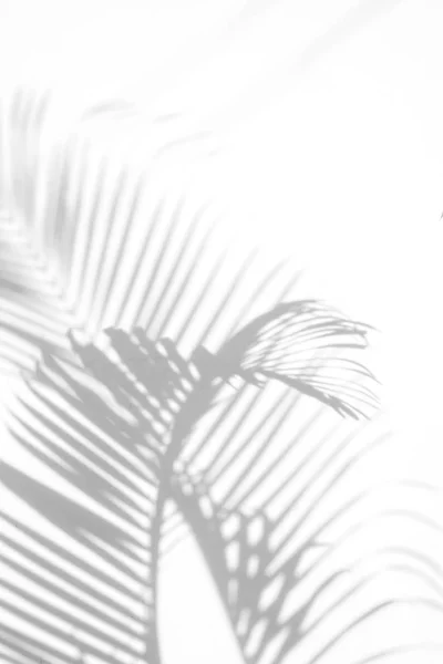 Schatten Palmblatt Auf Weißem Wandhintergrund Für Kreatives Design Sommerkonzept — Stockfoto