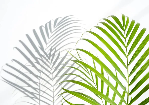 shadows palm leaf and green leaves on white wall background. for creative design summer concept