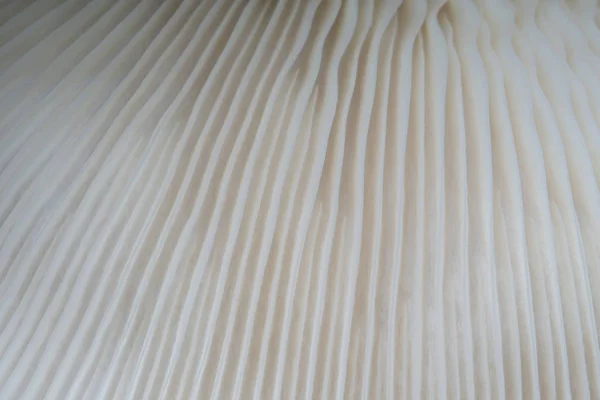 Bonito Macro Cogumelo Textura Natureza Fundo Usando Ideia Design Padrão — Fotografia de Stock
