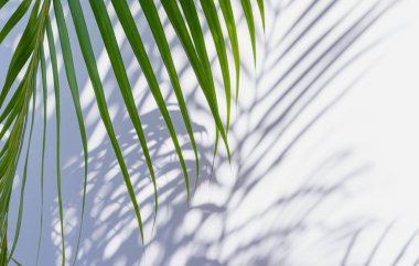 Beyaz arka planda yeşil palmiye yaprağı ve gölgeler