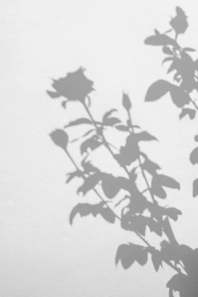 Sombras Rosas Flor Folha Fundo Parede Concreto Branco — Fotografia de Stock