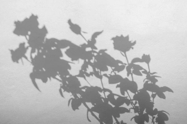 玫瑰花和叶子在白色混凝土墙上的影子 — 图库照片