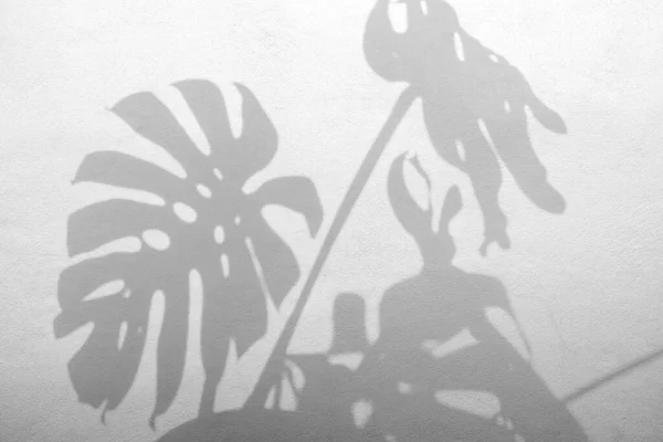 Θολούρα Γκρίζων Φύλλων Τεράτων Σκιών Λευκό Τσιμεντένιο Τοίχο — Φωτογραφία Αρχείου