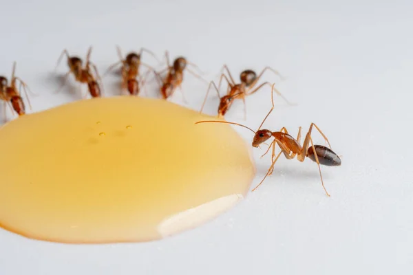 Mieren Eten Honing Druppel Een Witte Achtergrond — Stockfoto