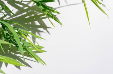 Yeşil yapraklı bambu ve beyaz arkaplanda gölgeler