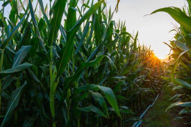 Tarım bahçesindeki yeşil mısır tarlası ve gün batımı parlıyor