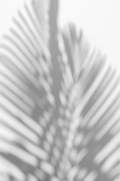 Fundo Abstrato Sombras Folha Palma Uma Parede Branca — Fotografia de Stock