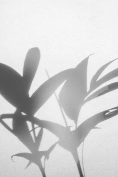 白色混凝土墙上阴影棕榈叶的抽象背景 — 图库照片