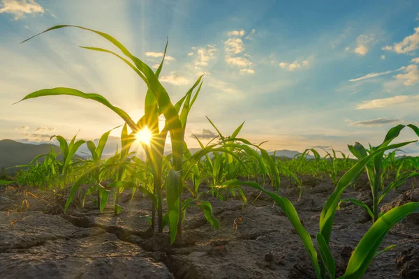 Plántulas Maíz Jardín Agrícola Con Puesta Del Sol — Foto de Stock