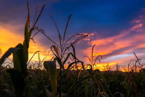 Campo Maíz Crepúsculo Cielo Nubes Tarde Después Del Atardecer — Foto de Stock