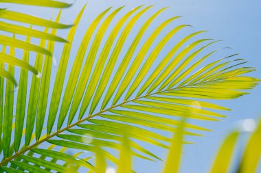 Mavi gökyüzünde yeşil palmiye yaprağının arkaplanını kapat