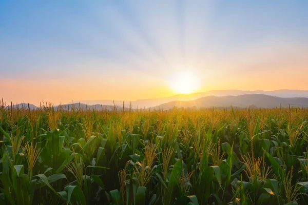 Champ Maïs Vert Dans Jardin Agricole Lumière Brille Coucher Soleil — Photo