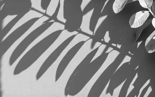Shadows Leaf White Concrete Rough Texture Wall — Stock Photo, Image