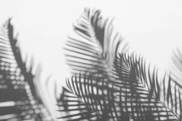 Shadows Palm Leaf White Wall Background — Stock Photo, Image