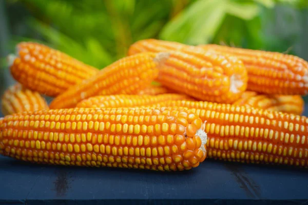 Érett Sárga Szárított Kukorica Asztalon — Stock Fotó