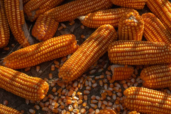 Крупным Планом Зрелой Желтой Сушеной Кукурузы Семян Собранных Земле — стоковое фото
