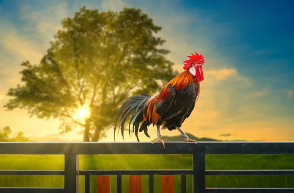 One Rooster House Fence Morning — Stock Photo, Image