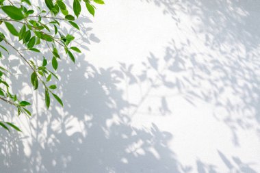 Gölgelerin soyut arkaplanı ve beyaz bir duvardaki yeşil yaprak.