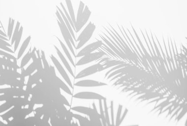 Beyaz bir duvarda gölgeli palmiye yaprağının soyut arkaplan bulanıklığı