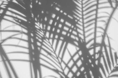 Beyaz bir duvarda gölgeli palmiye yaprağının soyut arkaplan bulanıklığı