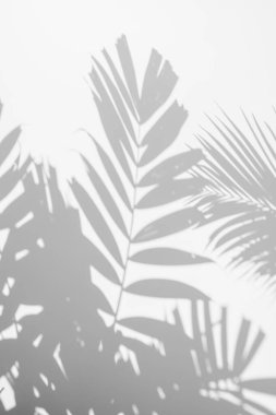 Beyaz bir duvarda gölgeli palmiye yaprağının soyut arkaplan bulanıklığı