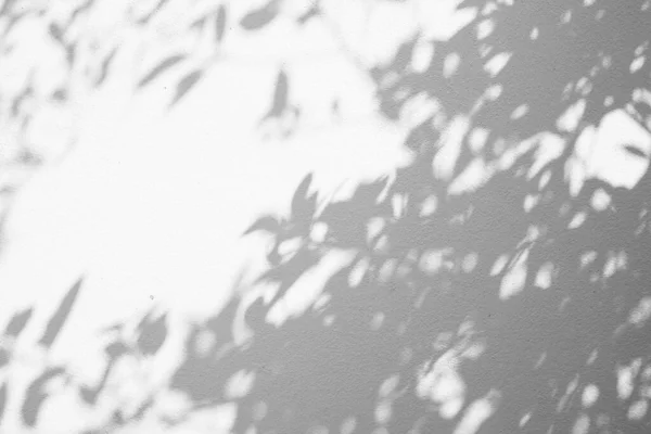 abstract blur of shadows leaf on white cement wall background