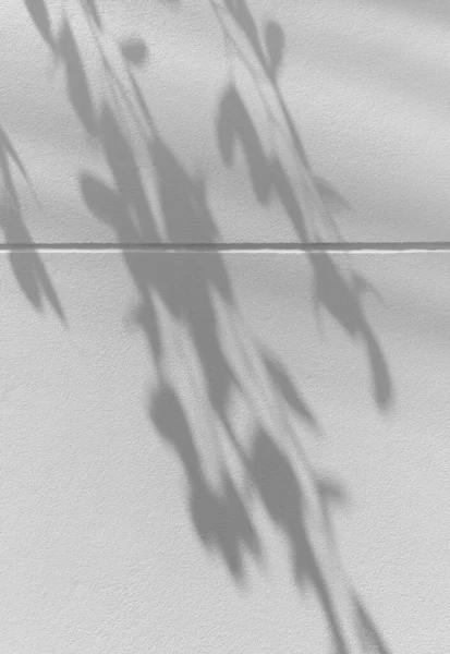 Abstrakt Der Schatten Blatt Auf Weißem Zementwand Hintergrund — Stockfoto