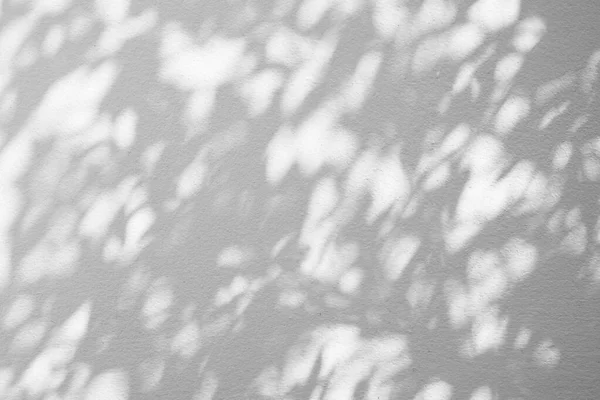 Abstrakte Unschärfe Der Schatten Blatt Auf Weißem Zementwandhintergrund — Stockfoto