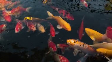 Koi balığına yakın durun ya da gölde yüzen süslü sazan balığına.