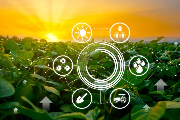 現代の農業技術 デジタル農業 スマート農業革新をグラフィックコンセプトと農業分野で栽培された豆 — ストック写真