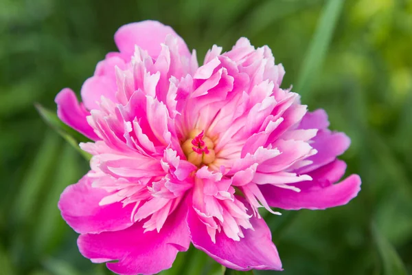 정원에 아름다운 분홍색 조랑말 — 스톡 사진