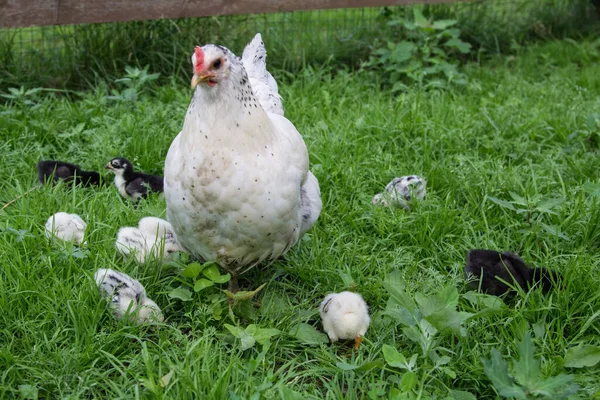 一只白母鸡和她的小鸡在绿草上散步 — 图库照片