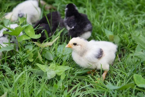 A small chicken in the grass is looking for food