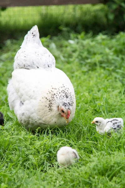 Uma Galinha Branca Caminha Grama Verde Com Seus Filhotes Ensina — Fotografia de Stock