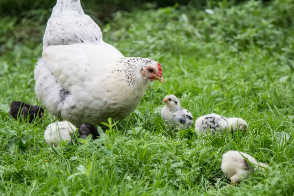 Eine Weiße Henne Spaziert Mit Ihren Küken Über Das Grüne — Stockfoto