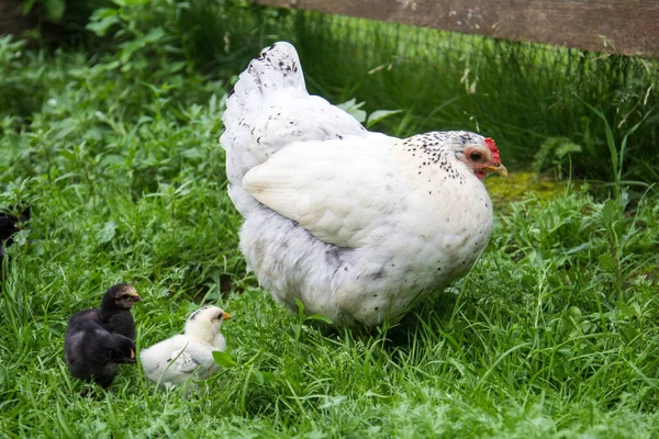 Die Weiße Henne Geht Über Das Grüne Gras Und Lehrt — Stockfoto