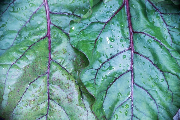 Fond Feuilles Humides Cimes Betteraves Prise Vue Rapprochée Macro Disposition — Photo