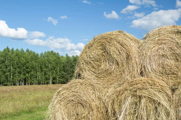 Autumn harvesting of hay by farmers for the winter period for cattle. Horizontal arrangement
