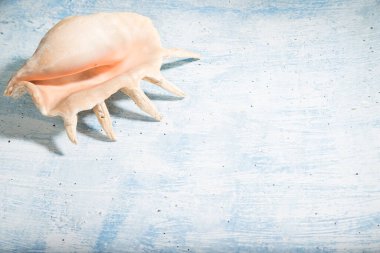 İstiridyenin büyük deniz kabuğu mavi bir arka planda yatar. Kopi uzayı için bir yer. Yatay yönelim