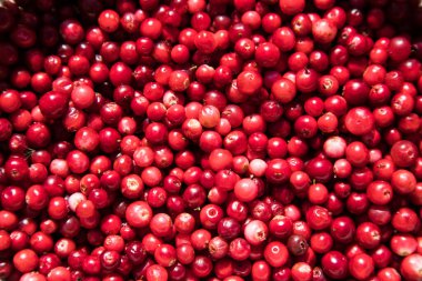 Çerçeve, pembe verbena bahçesinin arka planında gri renkte. Botanik arka plan, dikey yerleştirme.