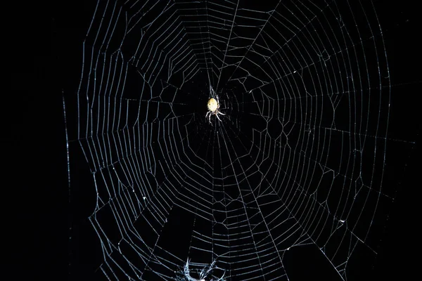 Spider Waiting Victim Web Eve Halloween Holiday Horizontal Orientation — Stock Photo, Image