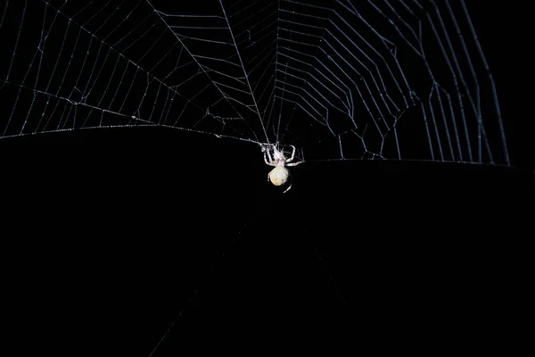 クモはハロウィーンの前夜に網を織ります 水平方向 — ストック写真