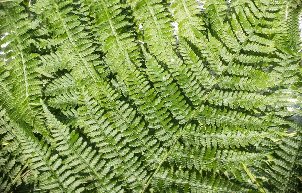Yeşil Eğreltiotu Yapraklarının Arka Planı Yan Yana Dizilmiş Yatay Yönelim — Stok fotoğraf