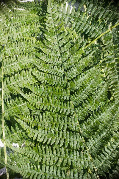 Fundo Folhas Samambaia Verde Empilhadas Lado Lado Orientação Vertical — Fotografia de Stock