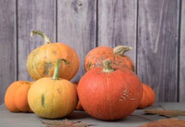 Sonbahar yapraklı balkabağı hasadı piramidi Cadılar Bayramı 'ndan önce gri ahşap bir arka planda. Kopyalama alanı için yer